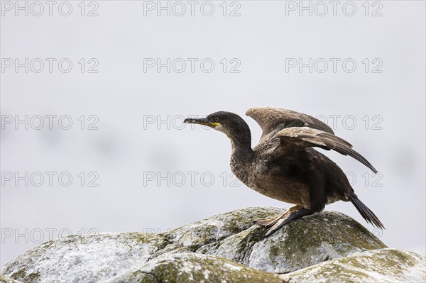 Common shag (Phalacrocorax aristotelis), juvenile bird ducking in front of take-off, Hornoya Island, Vardo, Varanger, Finnmark, Norway, Europe