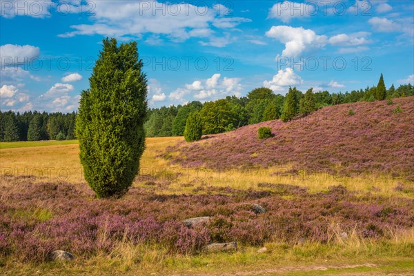 Single juniper rises from a hilly heath landscape under a blue sky with white clouds, purple flowering heather or common heather (Calluna vulgaris), common juniper (Juniperus communis) or heath juniper, Niederhaverbeck, hike to Wilseder Berg, nature reserve, Lueneburg Heath nature park Park, Lower Saxony, Germany, Europe
