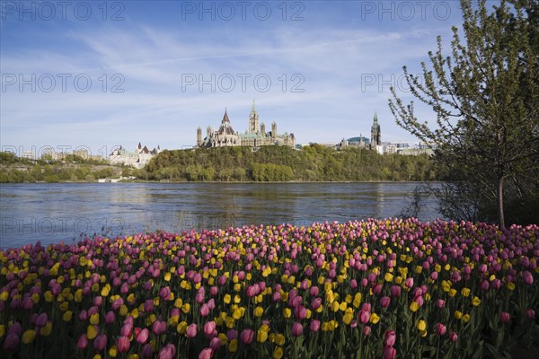 Bed of pink and yellow Tulipa, Tulips plus Chateau Laurier and Canadian Parliament buildings across the Ottawa river in spring, Ottawa, Ontario, Canada, North America