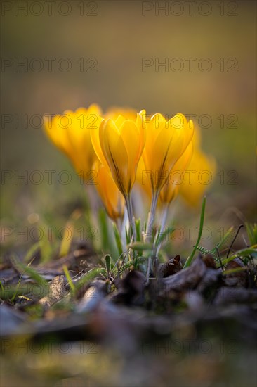 Bright yellow crocuses grow from the dark forest floor, Gechingen, Black Forest, Germany, Europe