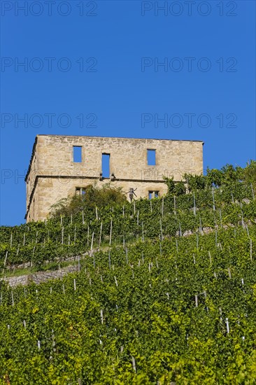 Yburg, Y-Burg, Yberg, Eibenburg, ruins of a hillside castle, historic building, built in the early 14th century, excursion destination, vineyard, Stetten vineyards, plants, Kernen im Remstal, Rems-Murr-Kreis, Baden-Wuerttemberg, Germany, Europe