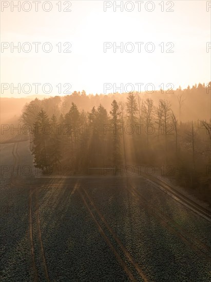 The rising sun penetrates the misty forest and creates an atmospheric scene, Gechingen, Black Forest, Germany, Europe