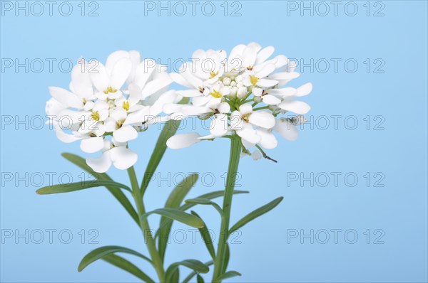 Iberis sempervirens in flower