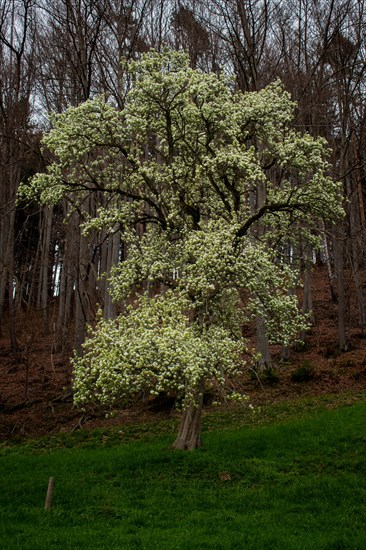 Pear tree (Pyrus communis) with white blossoms in the forest, Neubeuern, Germany, Europe