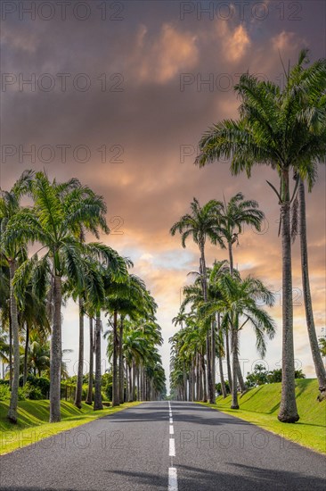 The famous palm avenue l'Allee Dumanoir. Landscape shot from the centre of the street into the avenue. Taken during a fantastic sunset. Grand Terre, Guadeloupe, Caribbean, North America