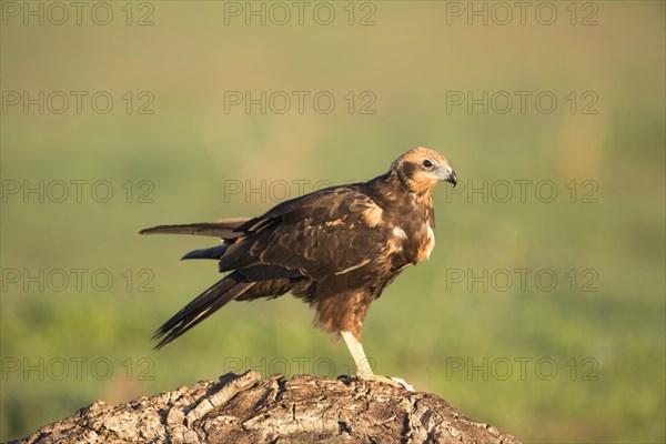 Western marsh-harrier (Circus aeruginosus), Extremadura, Castilla La Mancha, Spain, Europe