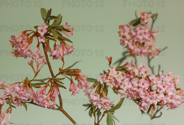 Pink scented snowball (Viburnum farreri) in macro