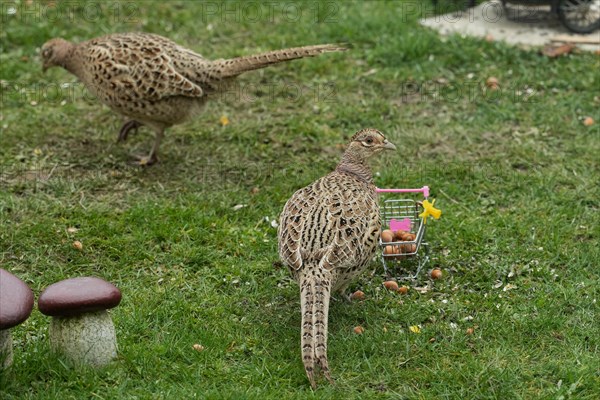 Pheasant two females standing in green grass next to shopping trolley different sightings