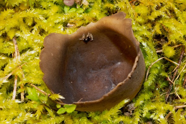 Black and white ribbed cup lobelia cup-shaped brown fruiting body in green moss