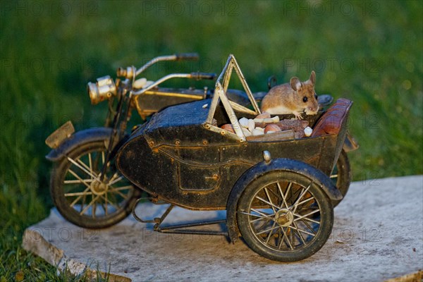 Wood mouse with nut in mouth on motorbike sitting on stone slab in green grass looking right