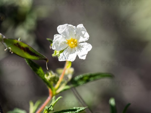 Sage-leaved rockrose (Cistus salviifolius), flower, near Olbia, Sardinia, Italy, Europe