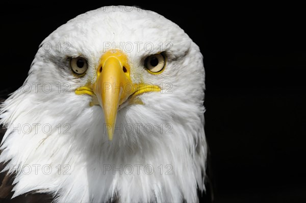 Bald eagle, Haliaeetus leucocephalus, Dominant gaze of a bald eagle into the camera on a black background, Captive, Fuerstenfeld Monastery, Fuerstenfeldbruck, Bavaria, Germany, Europe