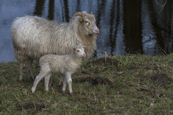 Horned moorland cuckoo (Ovis aries) with its lamb grazing on a pond, Mecklenburg-Western Pomerania, Germany, Europe