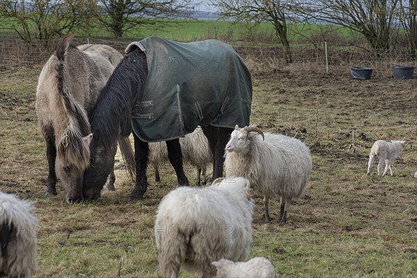 Horses and moorland sheep (Ovis aries) eating hay in the pasture, Mecklenburg-Western Pomerania, Germany, Europe