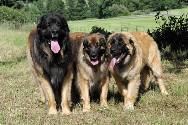 Leonberger dogs, Three Leonberger dogs sitting relaxed next to each other on a meadow, Leonberger dog, Schwaebisch Gmuend, Baden-Wuerttemberg, Germany, Europe
