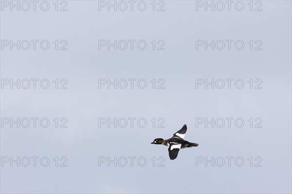 Common goldeneye (Bucephala clangula), juvenile male in flight, Laanemaa, Estonia, Europe