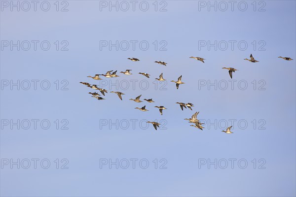 Gadwall (Anas strepera) and wigeon (Anas penelope), small flock in flight, Laanemaa, Estonia, Europe