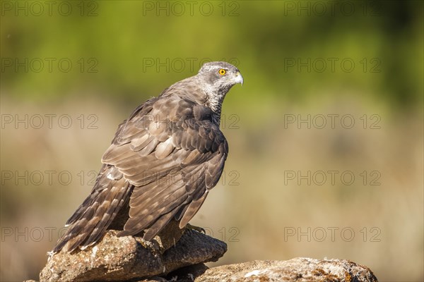 Northern goshawk (Accipiter gentilis), Extremadura, Castilla La Mancha, Spain, Europe