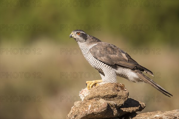 Northern goshawk (Accipiter gentilis), Extremadura, Castilla La Mancha, Spain, Europe