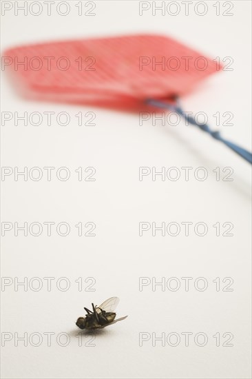 Close-up of dead swatted Musca domestica, Common House Fly next to red plastic fly swatter on white background, Studio Composition, Quebec, Canada, North America