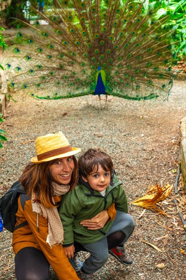 A mother and child looking at an open male Indian peacock because it is in heat looking for females