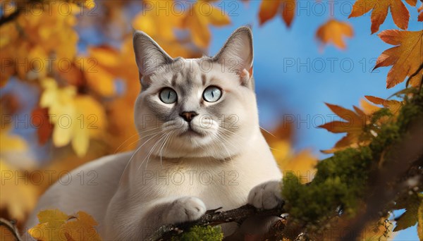 AI generated, animal, animals, mammal, mammals, cat, felidae (Felis catus), a cat resting on a tree, autumn