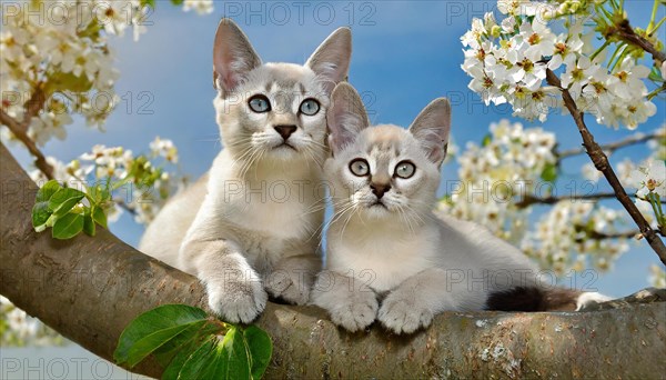 KI generated, animal, animals, mammal, mammals, cat, felidae (Felis catus), two kittens resting in a fruit tree, tree blossom, spring, summer