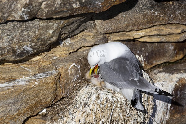 Kittiwake (Rissa tridactyla) feeding chicks on nest, Varanger, Finnmark, Norway, Europe