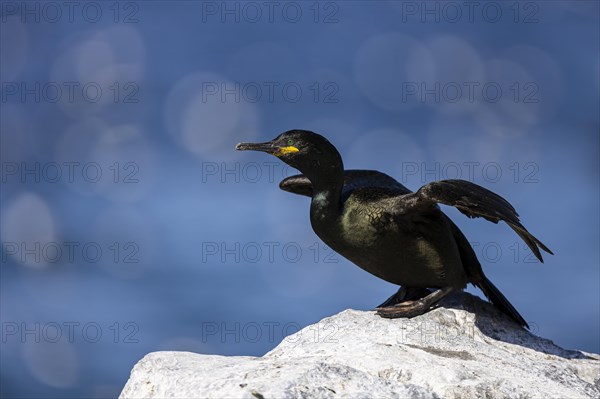 Common shag (Phalacrocorax aristotelis) shortly in front of departure, Hornoya Island, Vardo, Varanger, Finnmark, Norway, Europe