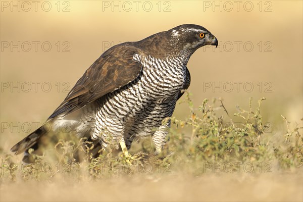 Male northern goshawk (Accipiter gentilis), portrait, Agramunt, Catalonia, Spain, Europe