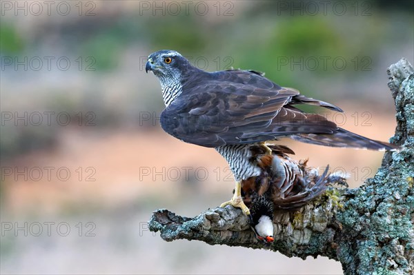 Northern goshawk (Accipiter gentilis) with red grouse prey