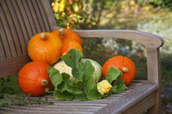 Pumpkins (Cucurbita), Hokkaido pumpkins on wooden bench, round orange-red pumpkins, pumpkin blossom, leaves, fruit vegetables, fruits, leaves, healthy, still life, autumn cuisine, pumpkin dishes, Germany, Europe