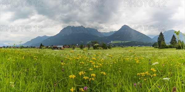 Alpine meadow, Lorettowiesen near Oberstdorf, Allgaeu Alps in the background, Allgaeu, Bavaria, Germany, Europe