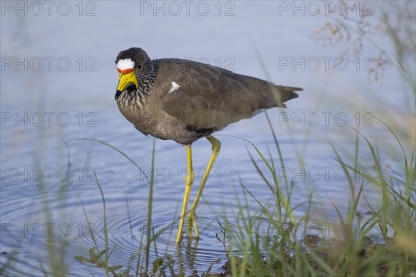 African wattled lapwing (Vanellus senegallus), Mziki Private Game Reserve, North West Province, South Africa, Africa
