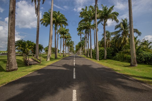 The famous palm avenue l'Allee Dumanoir. Landscape shot from the centre of the street into the avenue. Taken on a changeable day on Grand Terre, Guadeloupe, Caribbean, North America