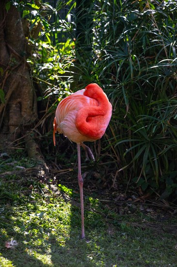 Portrait of a flamingo. Beautiful shot of the animals in the forest on Guadeloupe, Caribbean, French Antilles