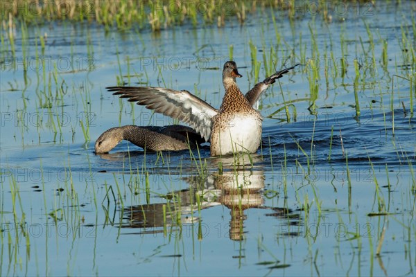 Gadwall two birds with open wings swimming side by side in water looking different