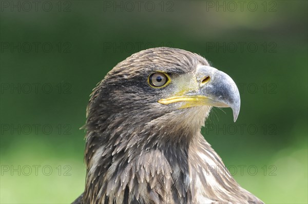 Bald eagle (Haliaeetus Leucocephalus), Fuerstenfeld Monastery, close-up of an eagle with a yellow beak against a blurred green background, (Captive) Fuerstenfeld Monastery, Fuerstenfeldbruck, Bavaria, Germany, Europe