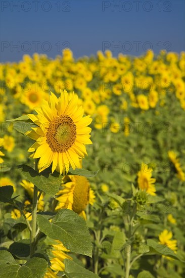 Yellow Helianthus annuus, Sunflowers in field in summer, Quebec, Canada, North America