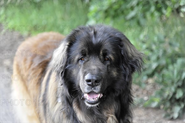 Leonberger dog, A black dog with brown markings sits in the grass, Leonberger dog, Schwaebisch Gmuend, Baden-Wuerttemberg, Germany, Europe