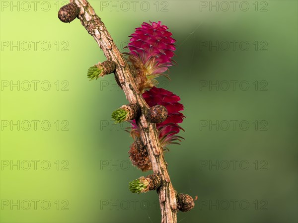 Larch (Larix decidua), female flowers on a larch branch, North Rhine-Westphalia, Germany, Europe