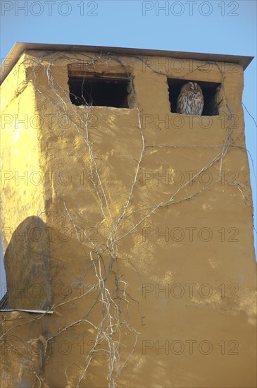 Tawny owl (Strix aluco) has its perch in the chimney, Schloss Holte, North Rhine-Westphalia, Germany, Europe