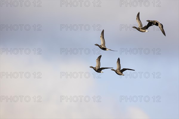 Brant goose (Branta bernicla), small flock in flight, Laanemaa, Estonia, Europe