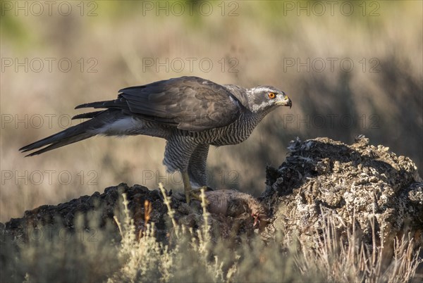 Northern goshawk (Accipiter gentilis), Extremadura, Castilla La Mancha, Spain, Europe