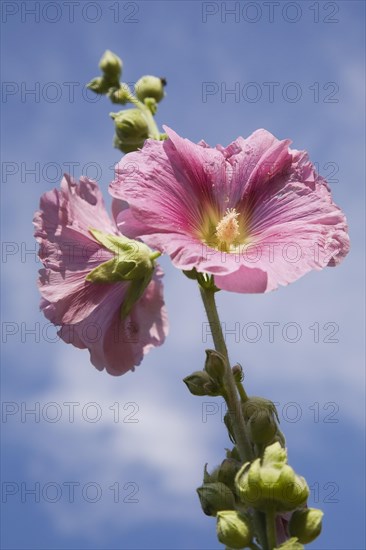 Close-up of pink Alcea rosea, Hollyhock flowers on a stalk and unopened buds against a cloudy blue sky in summer, Quebec, Canada, North America