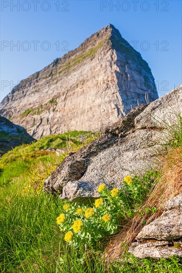 Golden root (Rhodiola rosea) in bloom by a mountain peak, Traena, Sanna, Nordland fylke, Norway, Europe