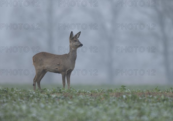European roe deer (Capreolus capreolus) with winter coat standing in a field and looking attentively, wildlife, Thuringia, Germany, Europe
