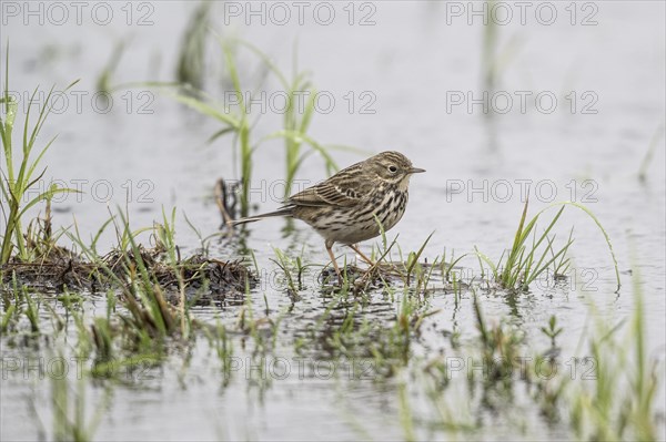 Raps (Anthus pratensis), Lower Saxony, Germany, Europe