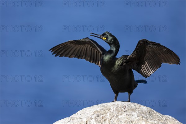 Common shag (Phalacrocorax aristotelis) drying its feathers, Hornoya Island, Vardo, Varanger, Finnmark, Norway, Europe