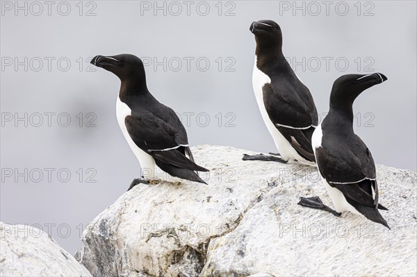 Razorbill (Alca torda), three adult birds on rock, Hornoya Island, Vardo, Varanger, Finnmark, Norway, Europe